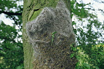 Oak processionary moth, cluster of larvae {Thaumetopoea processionea} Heidelberg, Germany 1995