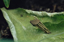 Bagworm moth {Psyche casta} male mating with female, Heidelberg, Germany