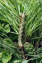 Pine hawkmoth caterpillar {Sphinx pinastri} UK, 1994