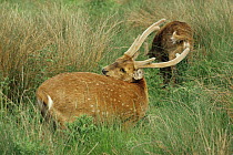 Hog deer {Axis porcinus} male grooming, captive, from Asia