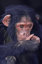 Chimpanzee {Pan troglodytes schweinfurthii} captive chimp from Virunga NP, Dem Rep Congo