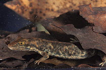 Sardinian brook salamander {Euproctus platycephalus} Italy