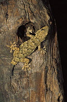 Moorish gecko {Tarentola mauritanica} showing tail regrowth, Italy