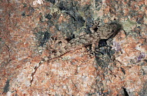 Juvenile Moorish gecko {Tarentola mauritanica} Italy