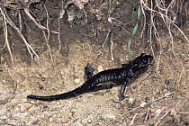 Salamander {Salamandra lanzai} with ? one leg missing, Italy