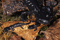 Salamander adult with young {Salamandra lanzai} Italy