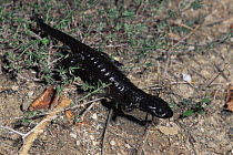 Salamander {Salamandra lanzai} Italy