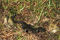 Alpine salamander {Salamandra atra} Italy