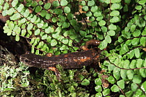 Italian cave salamander {Hydromantes / Speleomantes italicus} Italy