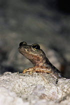Cave salamander {Hydromantes / Speleomantes supramontis} Italy