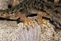 Close up of feet of Cave salamander {Hydromantes / Speleomantes supramontis} Italy