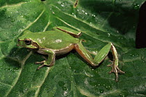 Sardinian tree frog {Hyla sarda} Italy