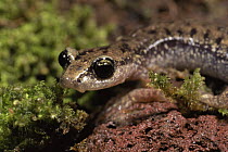 Sardinian cave salamander {Hydromantes / Speleomantes genei}