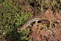 Sardinian cave salamander {Hydromantes / Speleomantes genei}