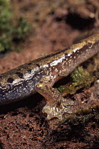 Close up of feet of Sardinian cave salamander {Hydromantes / Speleomantes genei}