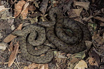 Two Dice snakes {Natrix tessellata} Italy
