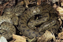 Two Dice snakes {Natrix tessellata} Italy