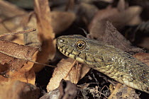 Dice snake {Natrix tessellata} heqd close-up, Italy