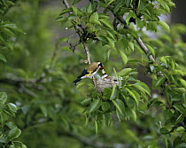 Goldfinch {Carduelis carduelis} feeding fledgling at nest, Sweden