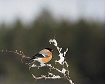 Bullfinch {Pyrrhula pyrrhula} male on snowy branch, Sweden