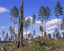 Breeding tree stump of Ural owl {Strix uralensis} Dalarna, Sweden