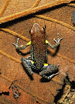 Poison arrow frog {Dendrobates / Epipedobates bilinguis} Yasuni NP, Ecuador