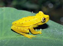 Tree frog {Hyla punctata} Yasuni NP, Ecuador