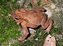 Toad {Bufo typhonius} Yasuni NP, Ecuador