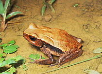Toad {Rhaebo / Bufo glaberrimus} Yasuni NP, Ecuador