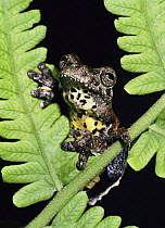 Tree frog {Hyla marmorata} Yasuni NP, Ecuador