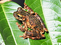 Buckleys bonehead tree frog {Osteocephalus buckleyi} Yasuni NP, Ecuador