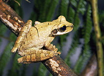 Yasuni bonehead tree frog {Osteocephalus yasuni} Yasuni NP, Ecuador