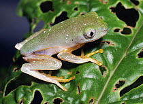 Leaf frog {Agalychnis craspedopus} Yasuni NP, Ecuador