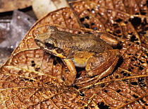 Frog {Vanzolinius discodactylus} Yasuni NP, Ecuador