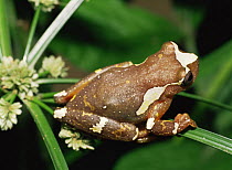 Tree frog {Hyla sarayacuensis} Yasuni NP, Ecuador