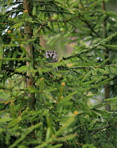 Tengmalm's owl {Aegolius funereus} in pine tree, Sweden