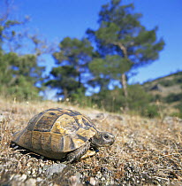 Hermann's tortoise {Testudo hermanni} Greece