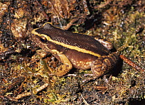 Frog {Lithodytes lineatus} Ecuador