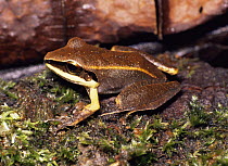 Frog {Eleutherodactylus conspicillatus} Ecuador