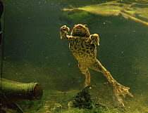 Common european toad {Bufo bufo} underwater, UK