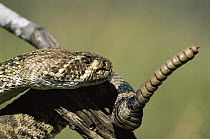 Western diamondback rattlesnake {Crotalus atrox} showing rattle, Texas, USA