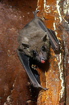 African fruit bat {Rousettus aegyptiacus leachi} licking its nose, captive, from Africa