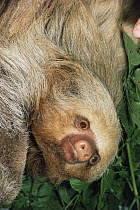 Hoffmann's two toed sloth {Choloepus hoffmanni} captive, from Central and South America