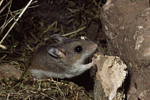 Oldfield mouse {Peromyscus polionotus} sharpening teeth on wood, captive, from North America