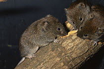 Three Jersey bank voles {Clethrionomys glareolus caesarius} sharpening teeth on wood, captive, from Jersey, Channel Is, UK
