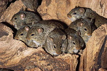 Nile rats {Arvicanthus niloticus} captive, from East and Central Africa and Arabia