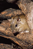 Casiragua (Spiny rat) {Proechimys guairae} captive, from Northern South America