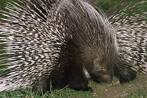 Cape crested porcupine {Hystrix africaeaustralis} captive, from Southern Africa