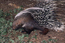 African crested porcupine {Hystrix cristata} captive, from Africa