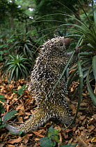 African crested porcupine {Hystrix cristata} juvenile, captive, from Africa